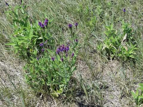 Image de Verbena macdougalii A. Heller