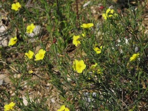 Image of Fumana ericifolia Wallr.