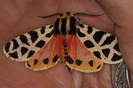 Image of Grammia geneura incorrupta Edwards 1881