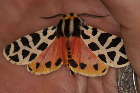 Image of Grammia geneura Strecker 1878