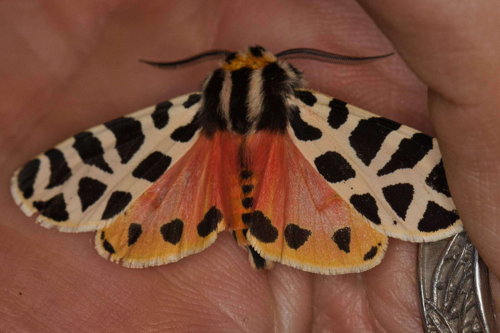 Image of Grammia geneura incorrupta Edwards 1881