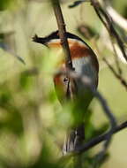 صورة Batis capensis (Linnaeus 1766)