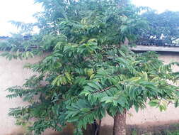 Image of sugar apple