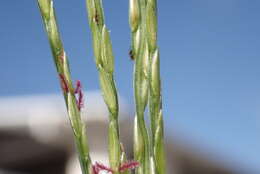 Image of East Indian Crab Grass