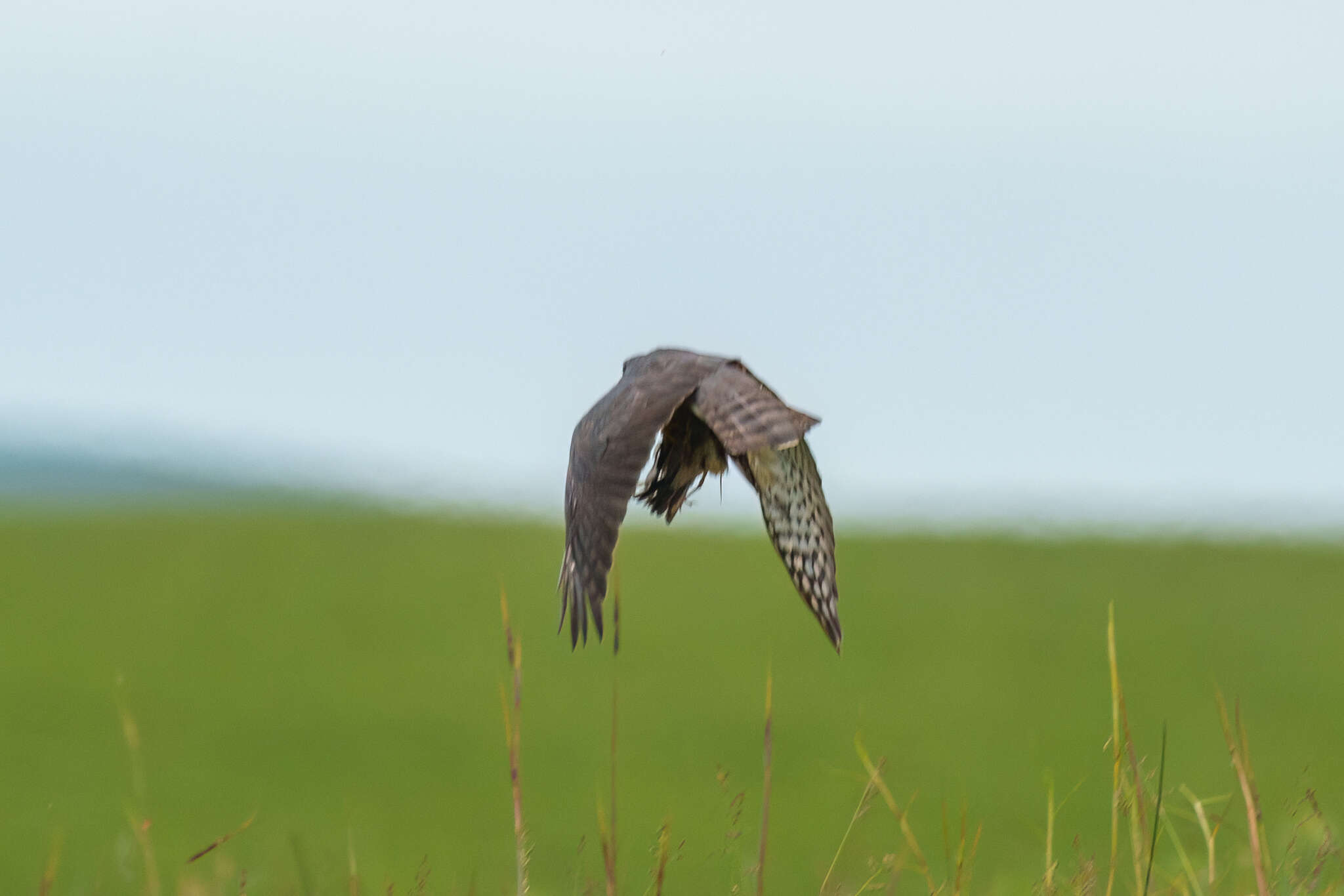 Image of Red-breasted Sparrowhawk