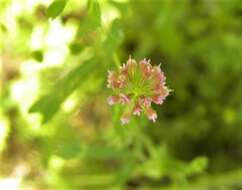 Image de Trifolium bifidum var. bifidum