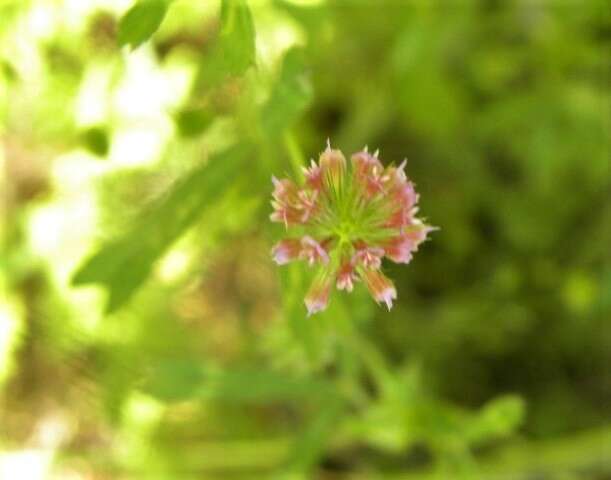 Image of Trifolium bifidum var. bifidum