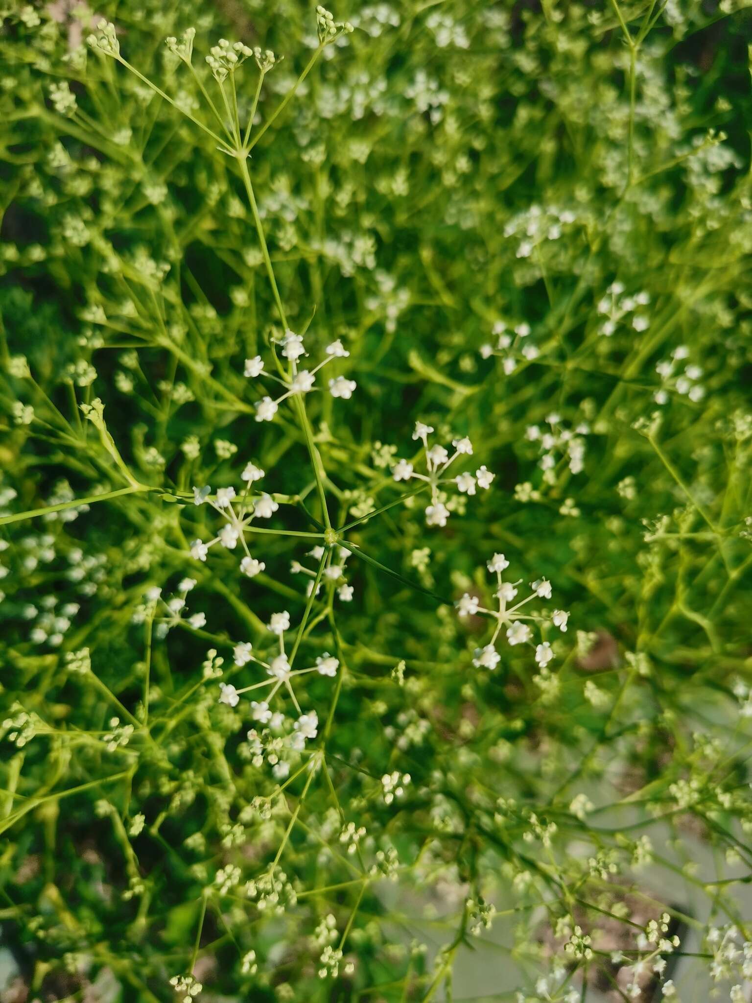 Saposhnikovia divaricata (Turcz.) Schischk. resmi