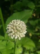 Image of small teasel