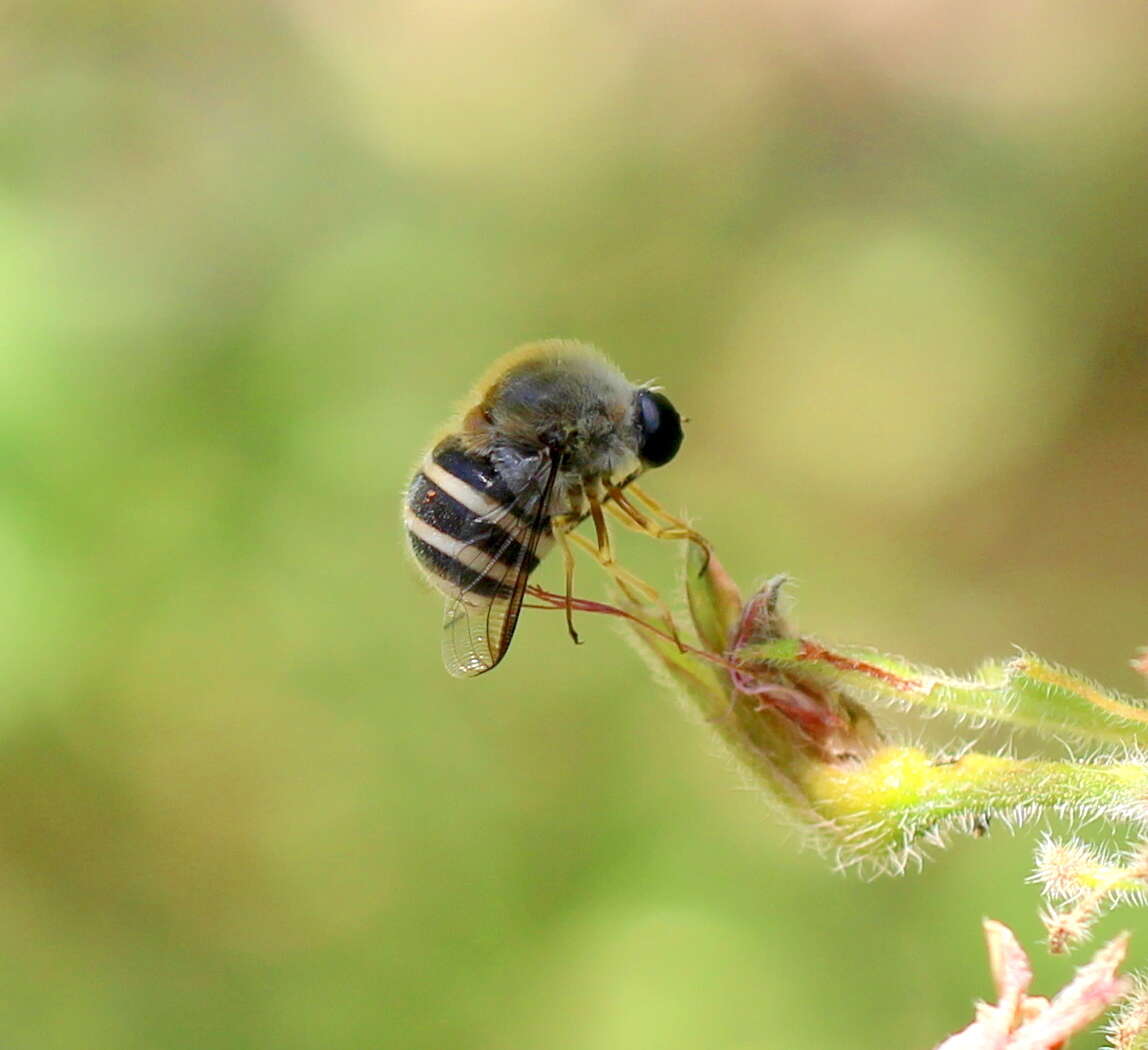 Image of Psilodera fasciata (Wiedemann 1819)