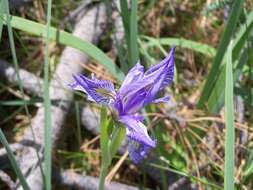 Image of Rocky Mountain iris