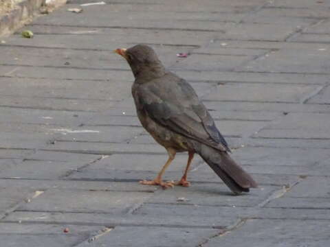 Image of Karoo Thrush