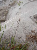 Image of Richardson's fescue