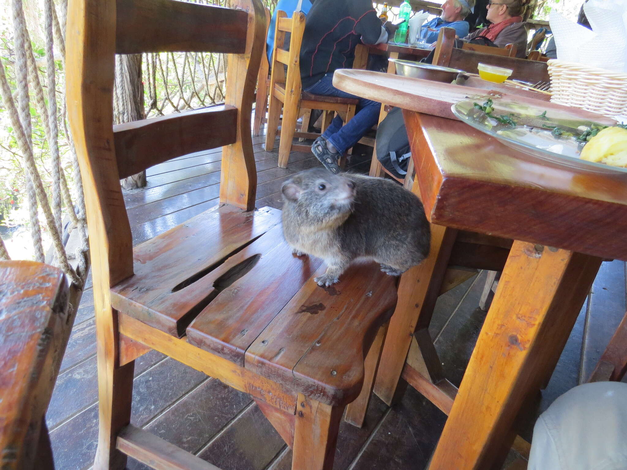 Image of Tree hyrax