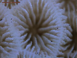 Image of leaf coral