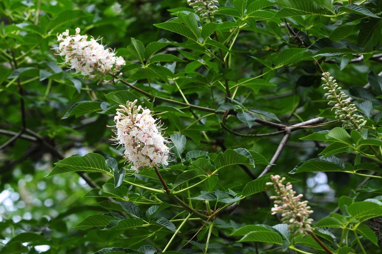 Image of California buckeye