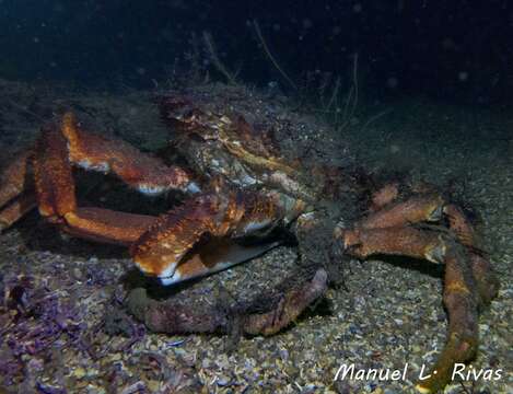 Image de araignée de l'Atlantique