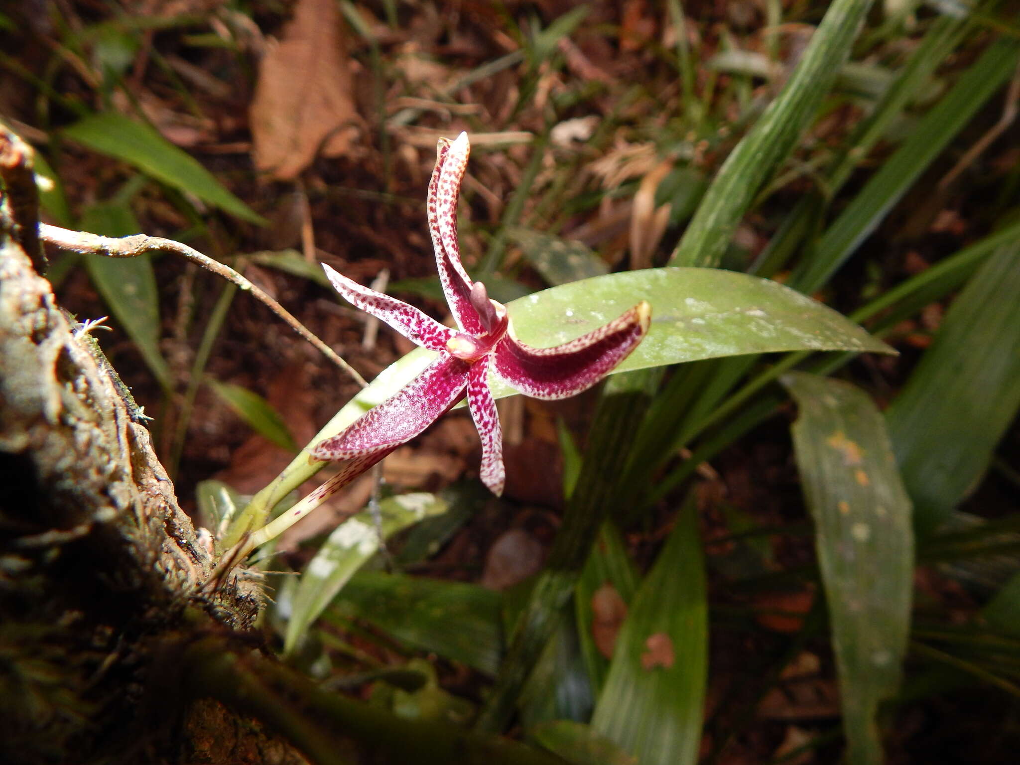 Image of Bulbophyllum patens King ex Hook. fil.