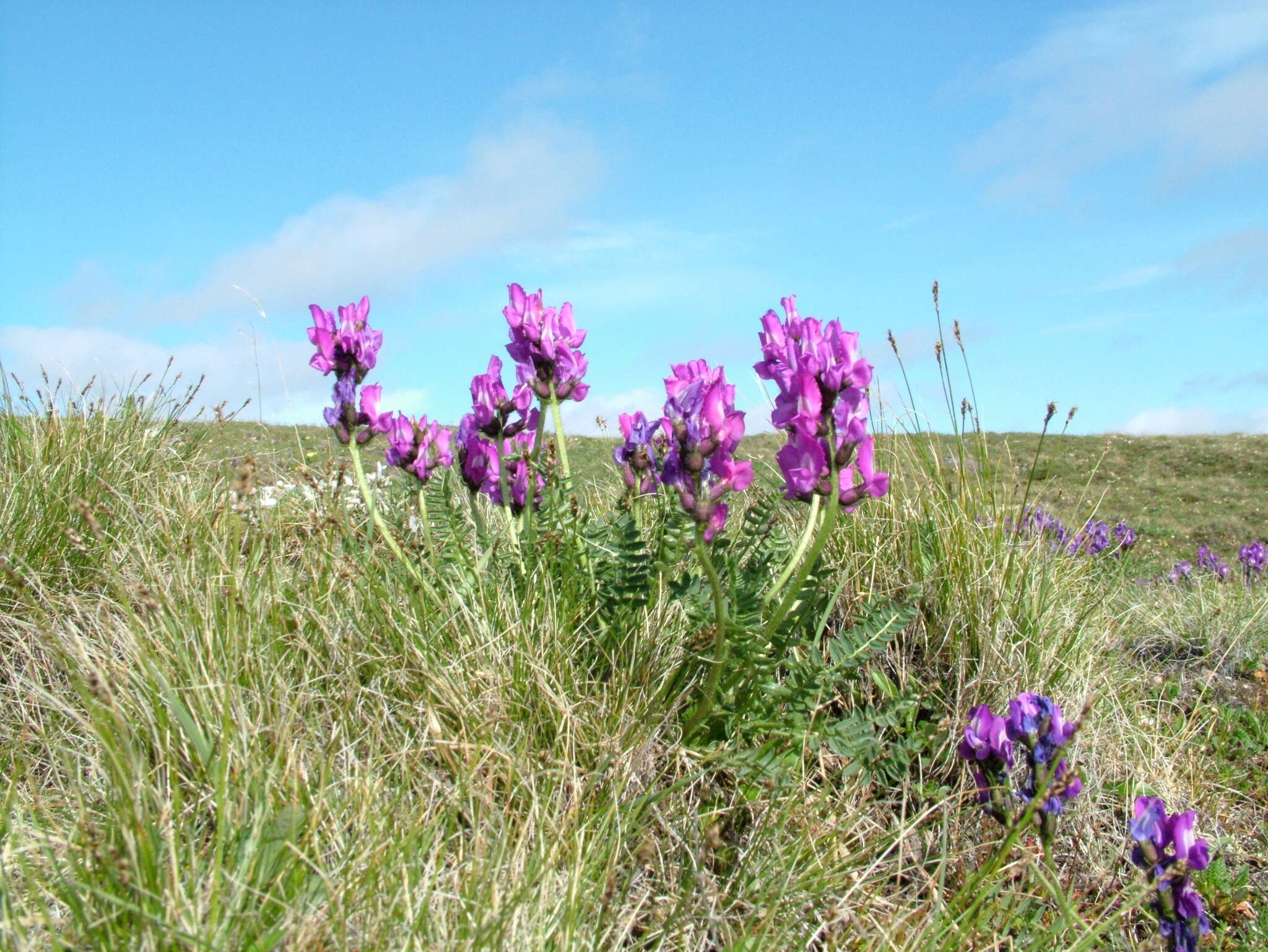 Image de Oxytropis middendorffii Trautv.