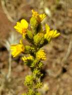 Image of Heermann's tarweed