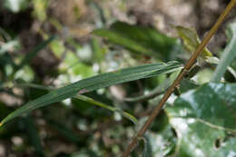 Imagem de Aldama ensifolia (Sch. Bip.) E. E. Schill. & Panero