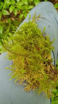 Image of loeskeobryum moss