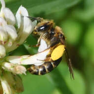 Image of Andrenine bee