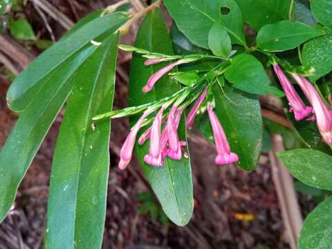 Image of Hypoestes acuminata Baker