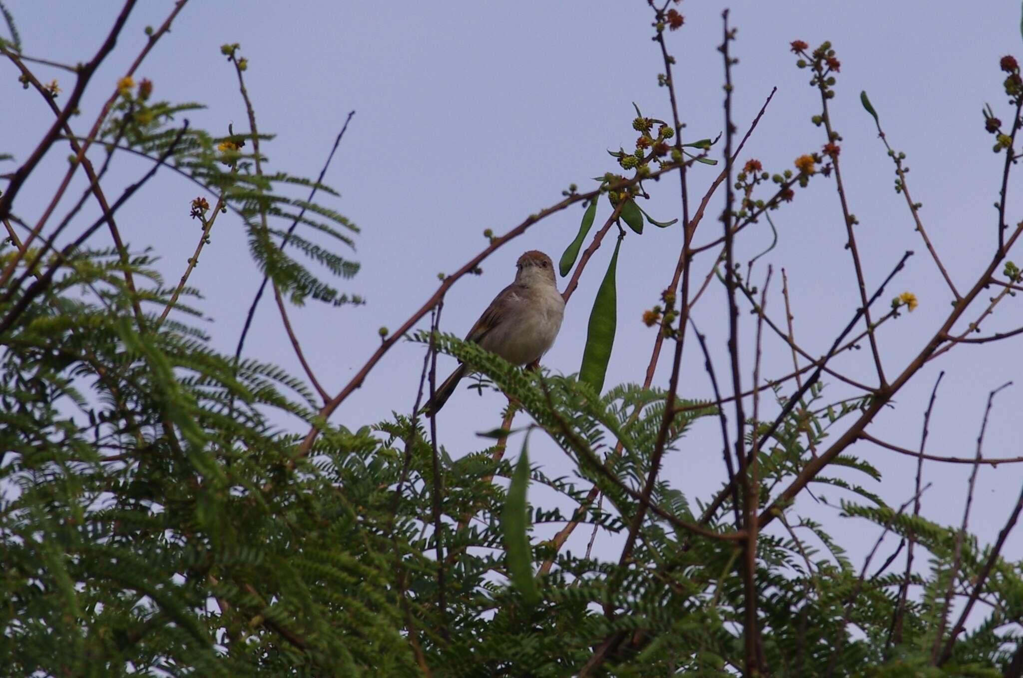 Cisticola chiniana (Smith & A 1843) resmi