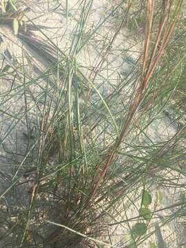 Image of gulf bluestem