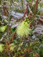 Sivun Callistemon viridiflorus (Sieber ex Sims) Sweet kuva