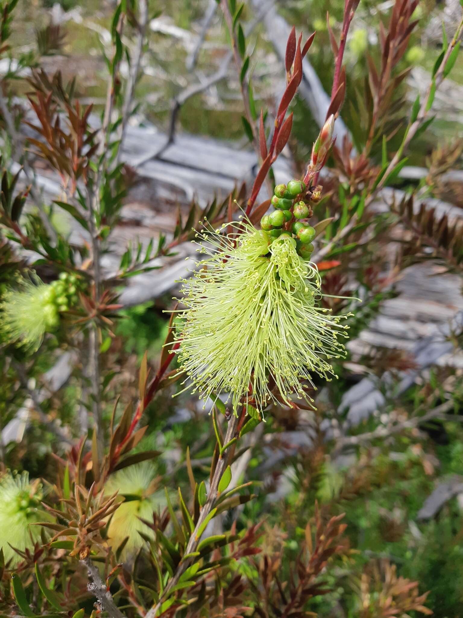 صورة Callistemon viridiflorus (Sieber ex Sims) Sweet