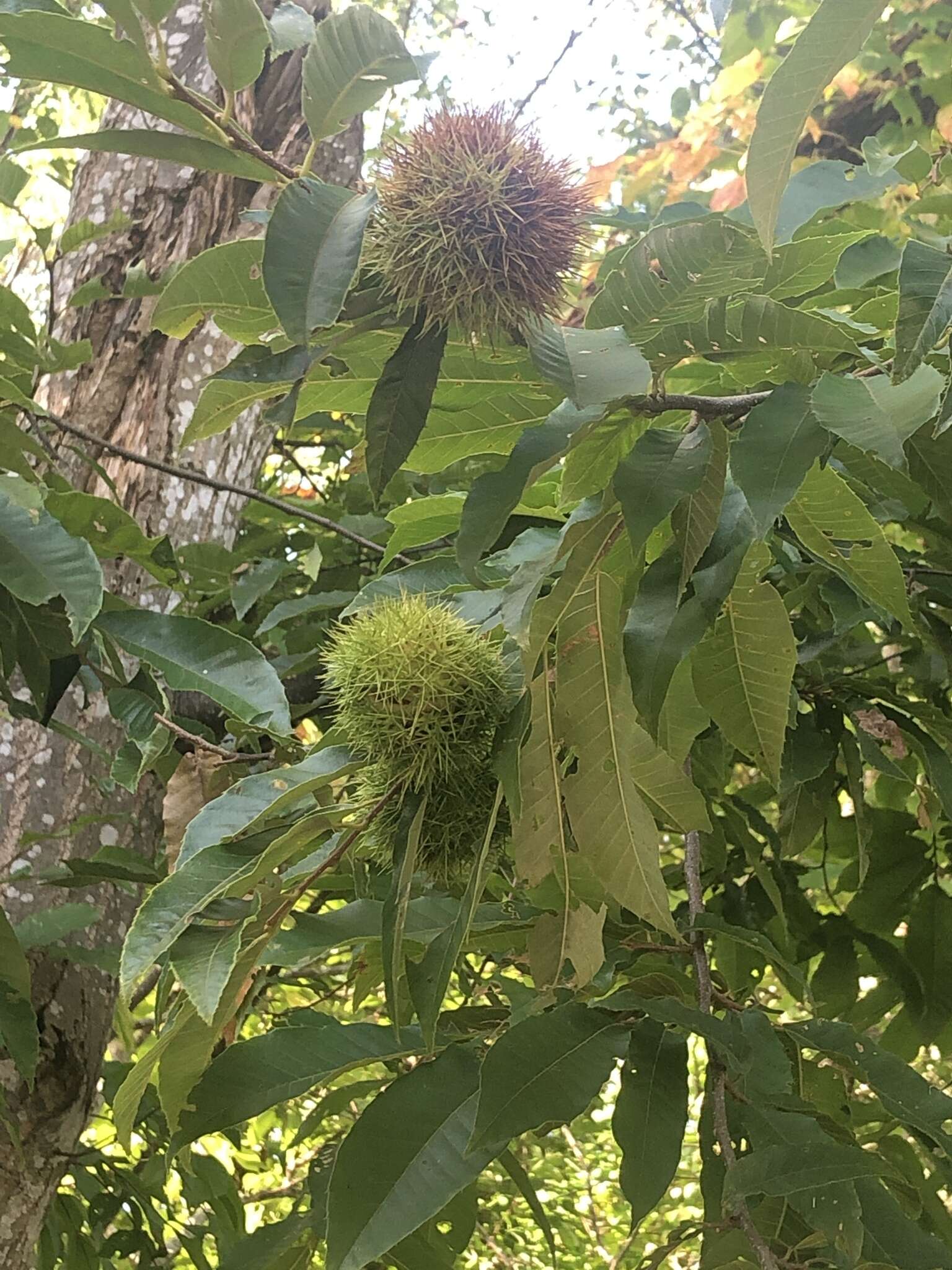 Image of Japanese chestnut