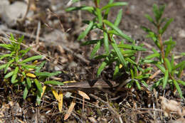 Image of Common Dwarf Skink