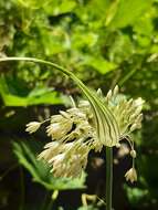 Image of Allium paniculatum subsp. longispathum (Redouté) K. Richt.