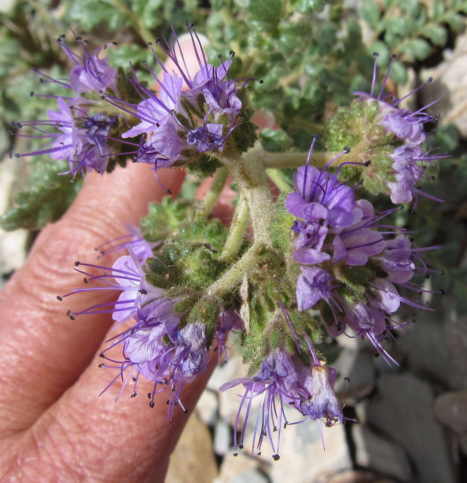 Image of glandular phacelia