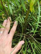 Image of spotted water hemlock