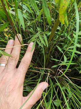 Image of spotted water hemlock