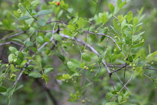 Image of maidenberry