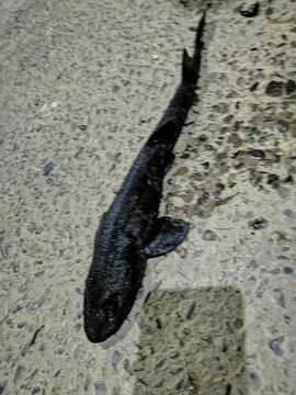 Image of Chilean Catshark