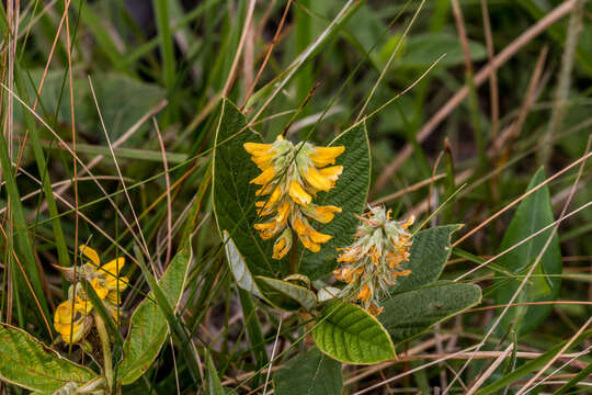 Image of Eriosema luteopetalum C. H. Stirt.