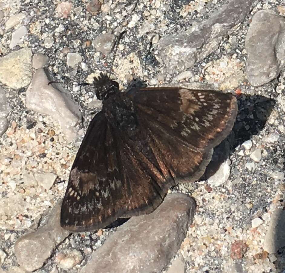 Image of Columbine Duskywing