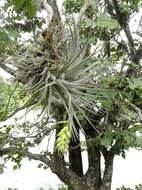 Image of Tillandsia pohliana Mez