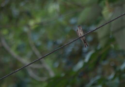 Image of White-thighed Swallow