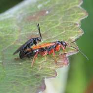 Image de Epipompilus insularis Kohl 1885