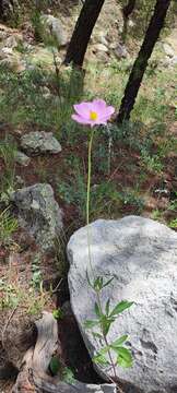 Image of Cosmos pringlei Robins. & Fern.