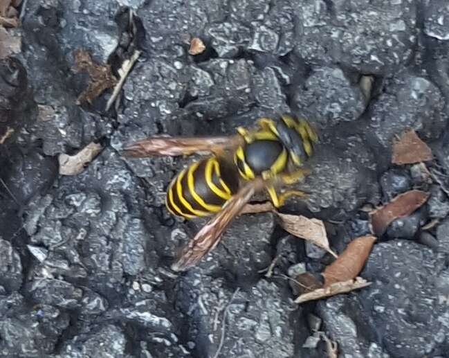 Image of Eastern Yellowjacket