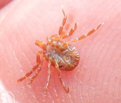 Image of Gulf Coast Tick