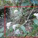 Ageratina eleazarii Rzed. resmi