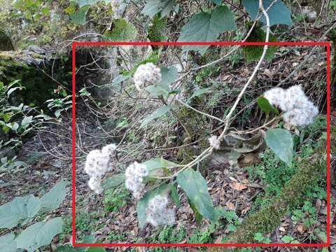 Ageratina eleazarii Rzed. resmi